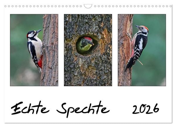Echte Spechte (Wandkalender 2026 DIN A3 quer), CALVENDO Monatskalender