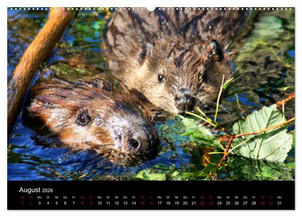 Produktbild: Das Leben der Biber (hochwertiger Premium Wandkalender 2026 DIN A2 quer), Kunstdruck in Hochglanz