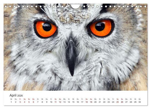 Produktbild: GREIFVOGEL- UND EULENPORTR&Auml;TS (Wandkalender 2026 DIN A4 quer), CALVENDO Monatskalender