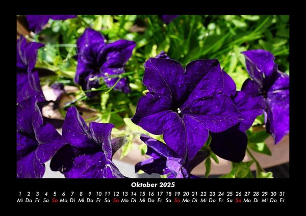 Produktbild: Blumenzauber 2025 Fotokalender DIN A3