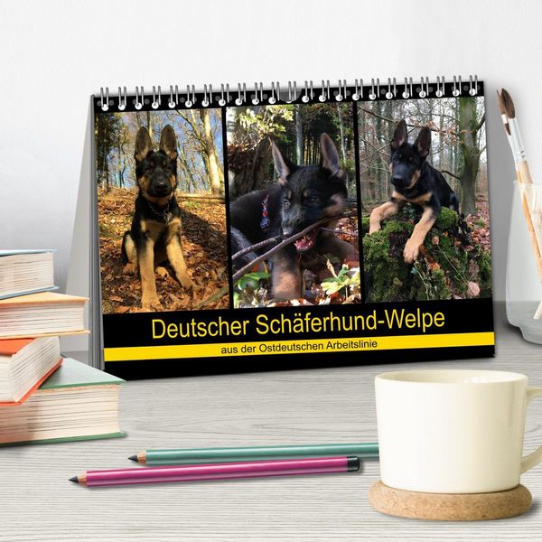 Produktbild: Deutscher Sch&auml;ferhund-Welpe - aus der Ostdeutschen Arbeitslinie (Tischkalender 2026 DIN A5 quer), CALVENDO Monatskalender