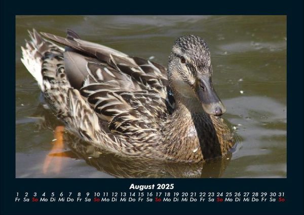 Produktbild: Enten 2025 Fotokalender DIN A4