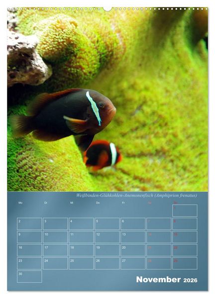Produktbild: Bunte Riffbewohner - Fische, Anemonen und noch viel mehr (Wandkalender 2026 DIN A2 hoch), CALVENDO Monatskalender