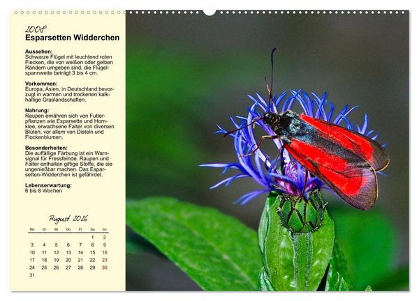 Produktbild: Insekt des Jahres (Wandkalender 2026 DIN A2 quer), CALVENDO Monatskalender