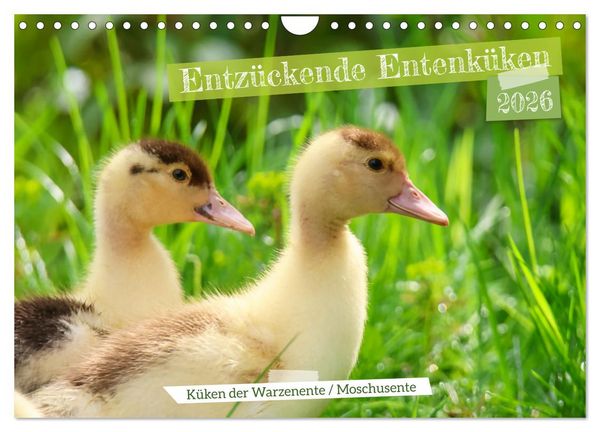 Entzückende Entenküken (Wandkalender 2026 DIN A4 quer), CALVENDO Monatskalender