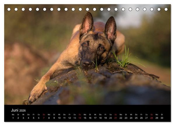 Produktbild: Belgischer Sch&auml;ferhund - Der Malinois (Tischkalender 2026 DIN A5 quer), CALVENDO Monatskalender