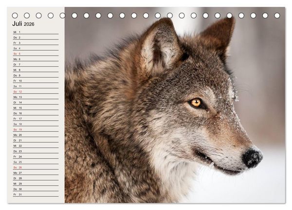 Produktbild: W&ouml;lfe. Verwegene Anmut (Tischkalender 2026 DIN A5 quer), CALVENDO Monatskalender