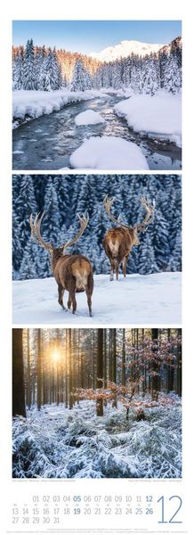 Produktbild: Waldleben Triplet-Kalender 2027 | Spaziergang durch heimische W&auml;lder