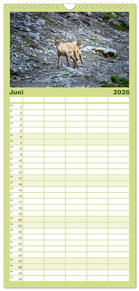 Produktbild: Familienplaner 2026 - Steinb&ouml;cke - Majest&auml;tische Tiere der Alpen mit 5 Spalten (Wandkalender, 21 x 45 cm) CALVENDO