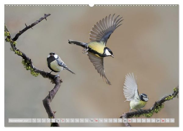 Produktbild: Flugk&uuml;nstler in luftiger H&ouml;he - Heimische Singv&ouml;gel im Flug (Wandkalender 2027 DIN A2 quer), CALVENDO Monatskalender
