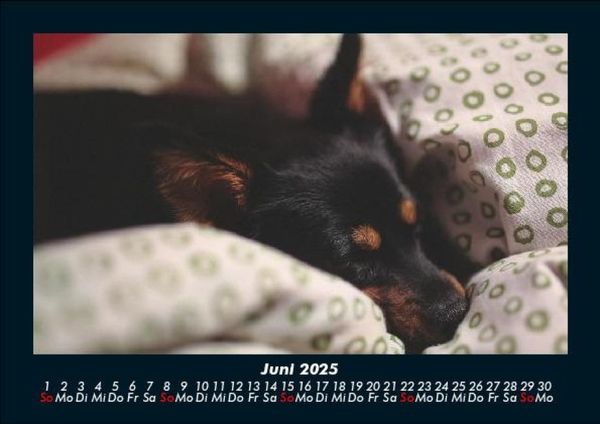Produktbild: Hunde 2025 Fotokalender DIN A5