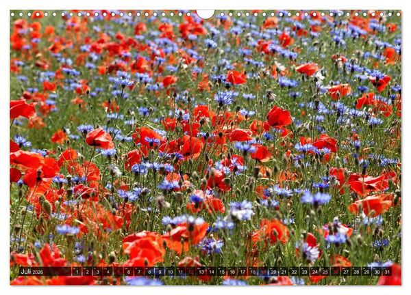 Produktbild: Farbtupfer auf sommerlichen Feldern - Mohn und Kornblumen (Wandkalender 2026 DIN A3 quer), CALVENDO Monatskalender