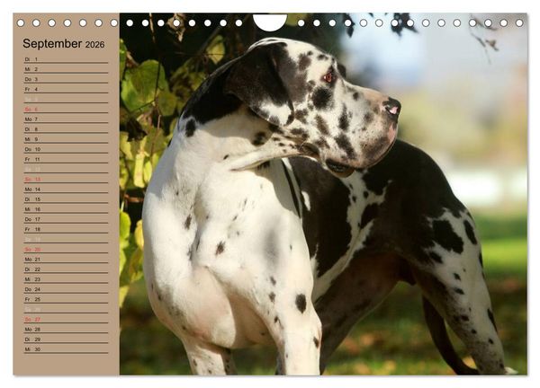 Produktbild: Deutsche Doggen - Sanfte Riesen (Wandkalender 2026 DIN A4 quer), CALVENDO Monatskalender