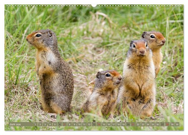 Produktbild: B&auml;r, Wolf und Co - Tiere Nordamerikas (hochwertiger Premium Wandkalender 2026 DIN A2 quer), Kunstdruck in Hochglanz