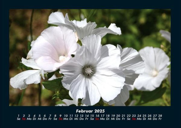 Produktbild: Blumentr&auml;ume 2025 Fotokalender DIN A4