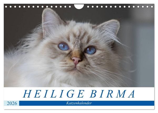 Heilige Birma Katzenkalender (Wandkalender 2026 DIN A4 quer), CALVENDO Monatskalender