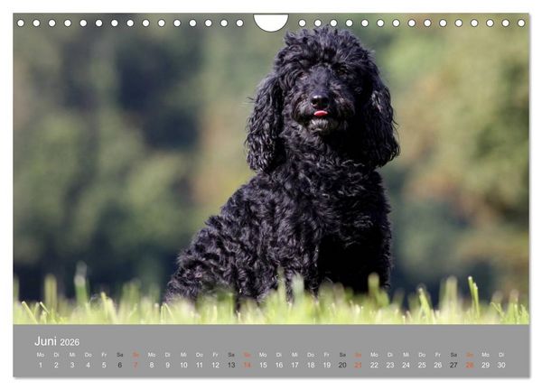 Produktbild: Graue Schnuten - Hunde in den besten Jahren (Wandkalender 2026 DIN A4 quer), CALVENDO Monatskalender