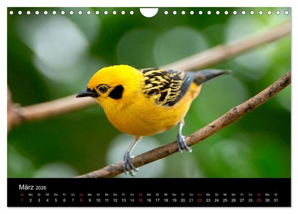 Produktbild: V&ouml;gel (Wandkalender 2026 DIN A4 quer), CALVENDO Monatskalender