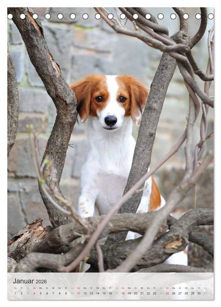Produktbild: Hundepers&ouml;nlichkeiten (Tischkalender 2026 DIN A5 hoch), CALVENDO Monatskalender