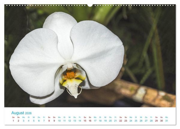 Produktbild: Die K&ouml;nigin der Blumenwelt, die Orchidee (Wandkalender 2026 DIN A2 quer), CALVENDO Monatskalender