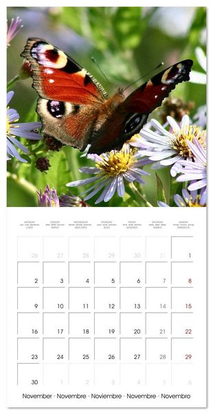 Produktbild: Gentle butterflies (Wall Calendar 2026 12 &times; 12 Inch) CALVENDO 12 Month Wall Calendar