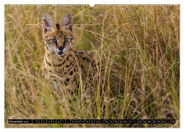 Produktbild: Masai Mara 2026 (Wandkalender 2026 DIN A2 quer), CALVENDO Monatskalender