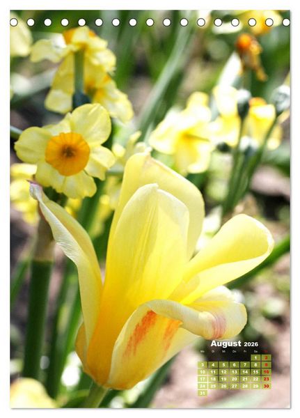 Produktbild: Ein buntes Tulpenjahr (Tischkalender 2026 DIN A5 hoch), CALVENDO Monatskalender