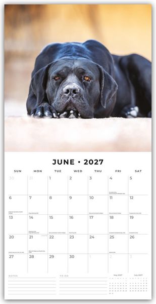 Produktbild: Black Labrador Retrievers &ndash; Schwarze Labrador Retriever 2027 &ndash; 16-Monatskalender