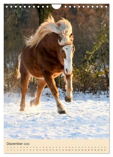 Produktbild: Schwarzw&auml;lder F&uuml;chse von Julia Hahn Photography (Wandkalender 2026 DIN A4 hoch), CALVENDO Monatskalender