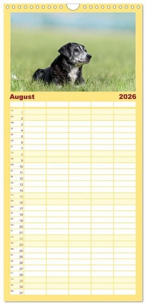 Produktbild: Familienplaner 2026 - Appenzeller Sennenhunde - Fr&ouml;hliche Kameraden mit 5 Spalten (Wandkalender, 21 x 45 cm) CALVENDO