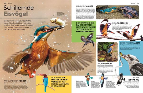 Produktbild: Memo Wissen. Tiere