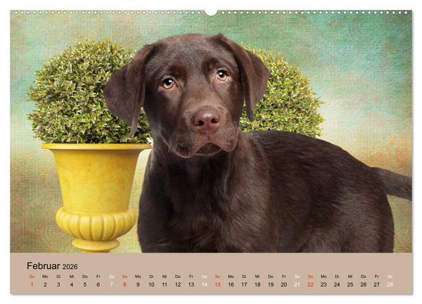 Produktbild: Labrador Retriever unsere Freunde (Wandkalender 2026 DIN A2 quer), CALVENDO Monatskalender