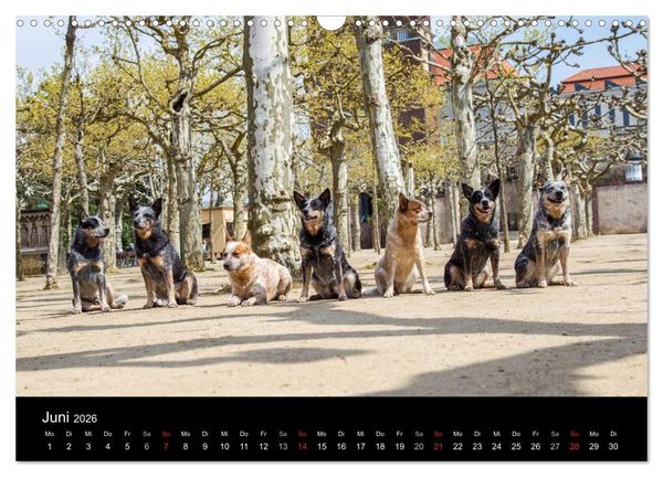 Produktbild: Australian Cattle Dogs zwischen Kunst und Kultur (Wandkalender 2026 DIN A3 quer), CALVENDO Monatskalender