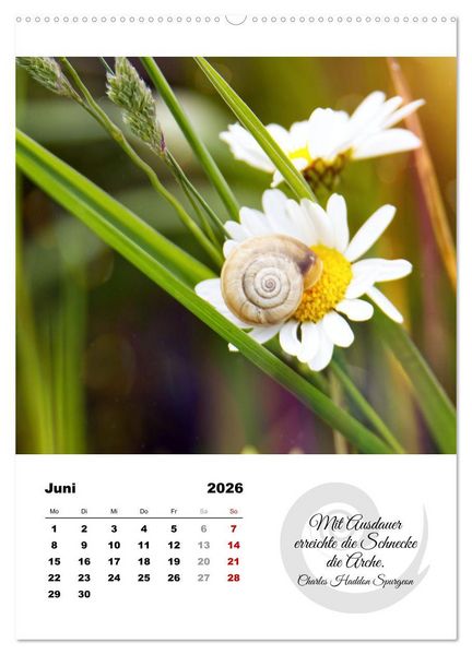 Produktbild: Schnecklein (Wandkalender 2026 DIN A2 hoch), CALVENDO Monatskalender