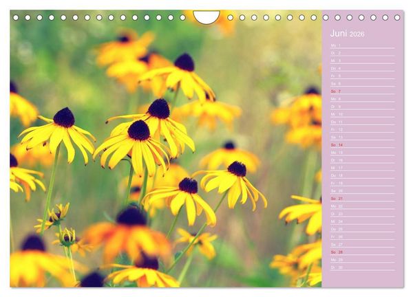 Produktbild: Blumenfreude (Wandkalender 2026 DIN A4 quer), CALVENDO Monatskalender