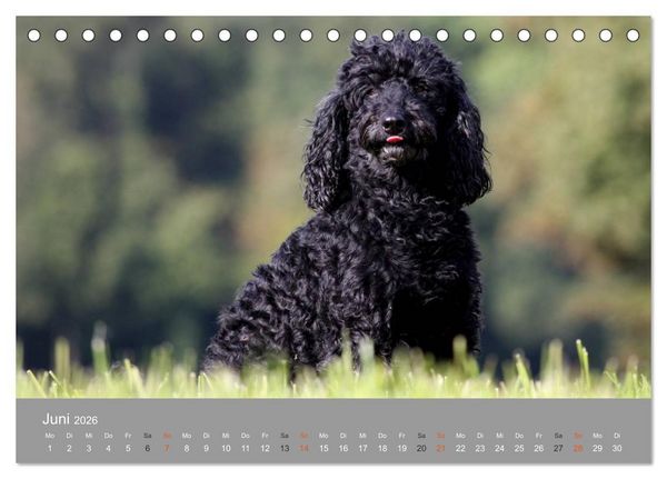 Produktbild: Graue Schnuten - Hunde in den besten Jahren (Tischkalender 2026 DIN A5 quer), CALVENDO Monatskalender