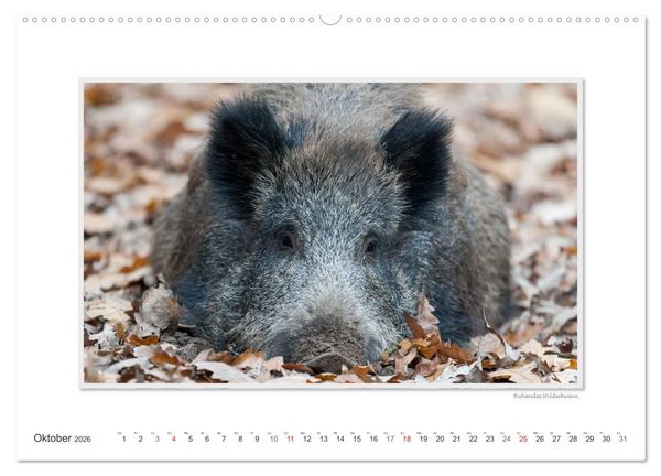 Produktbild: Emotionale Momente: Das Wildschwein. / CH-Version (hochwertiger Premium Wandkalender 2026 DIN A2 quer), Kunstdruck in Hochglanz