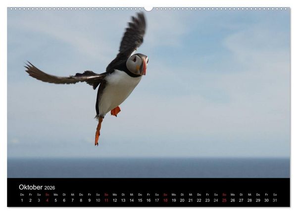 Produktbild: Papageientaucher 2026 (hochwertiger Premium Wandkalender 2026 DIN A2 quer), Kunstdruck in Hochglanz