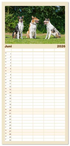 Produktbild: Familienplaner 2026 - Ein Freund f&uuml;rs Leben - Smooth Collie mit 5 Spalten (Wandkalender, 21 x 45 cm) CALVENDO