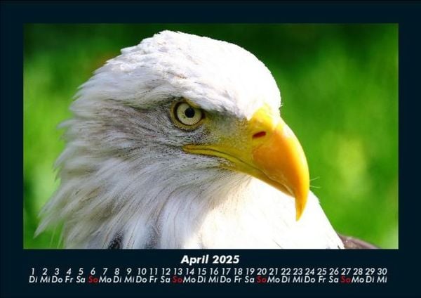 Produktbild: Vögel 2025 Fotokalender DIN A5