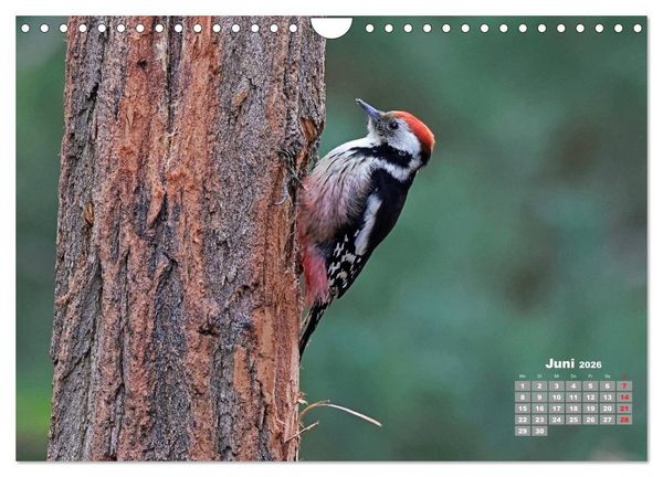 Produktbild: Echte Spechte (Wandkalender 2026 DIN A4 quer), CALVENDO Monatskalender