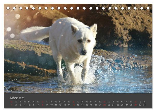 Produktbild: HUNDE LEBEN IST BUNT (Tischkalender 2026 DIN A5 quer), CALVENDO Monatskalender
