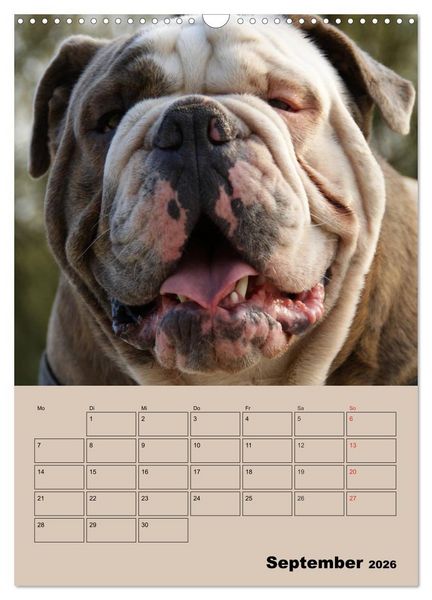 Produktbild: Bulldoggen-Gesichter (Wandkalender 2026 DIN A3 hoch), CALVENDO Monatskalender