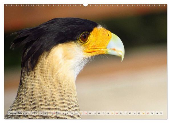 Produktbild: Majest&auml;tische Greifv&ouml;gel (hochwertiger Premium Wandkalender 2026 DIN A2 quer), Kunstdruck in Hochglanz