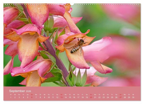 Produktbild: Fauna trifft Flora - Tierischer Besuch im Pflanzenreich (Wandkalender 2026 DIN A2 quer), CALVENDO Monatskalender