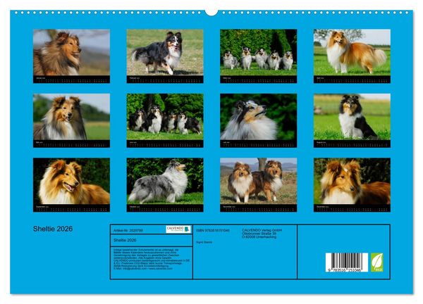 Produktbild: Sheltie 2026 (hochwertiger Premium Wandkalender 2026 DIN A2 quer), Kunstdruck in Hochglanz