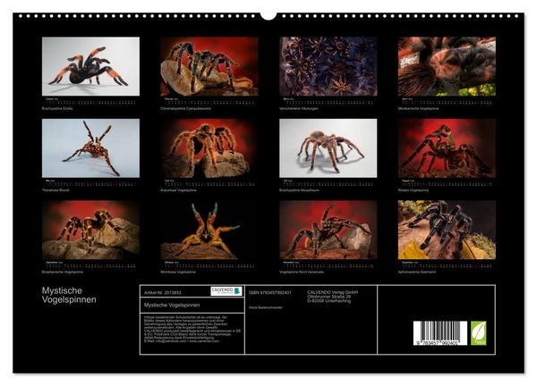 Produktbild: Mystische Vogelspinnen (hochwertiger Premium Wandkalender 2026 DIN A2 quer), Kunstdruck in Hochglanz