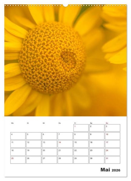 Produktbild: Farbiger Bl&uuml;tentraum (Wandkalender 2026 DIN A2 hoch), CALVENDO Monatskalender