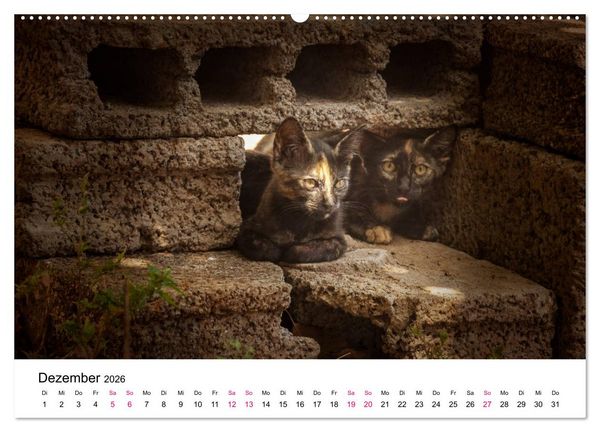 Produktbild: Katzenjahr 2026 (hochwertiger Premium Wandkalender 2026 DIN A2 quer), Kunstdruck in Hochglanz