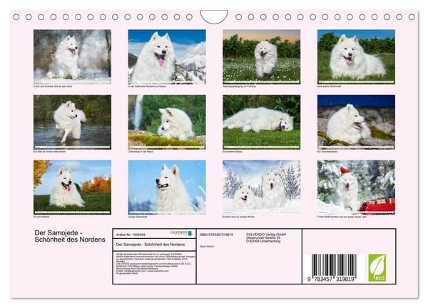 Produktbild: Der Samojede - Sch&ouml;nheit des Nordens (Wandkalender 2026 DIN A4 quer), CALVENDO Monatskalender
